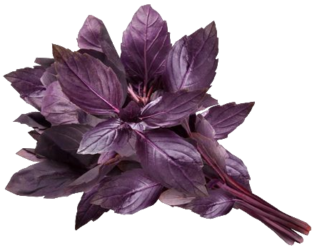 Базилик красный