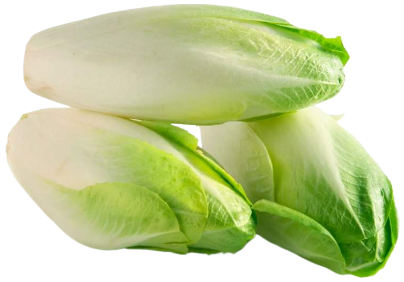 Цикорий салат