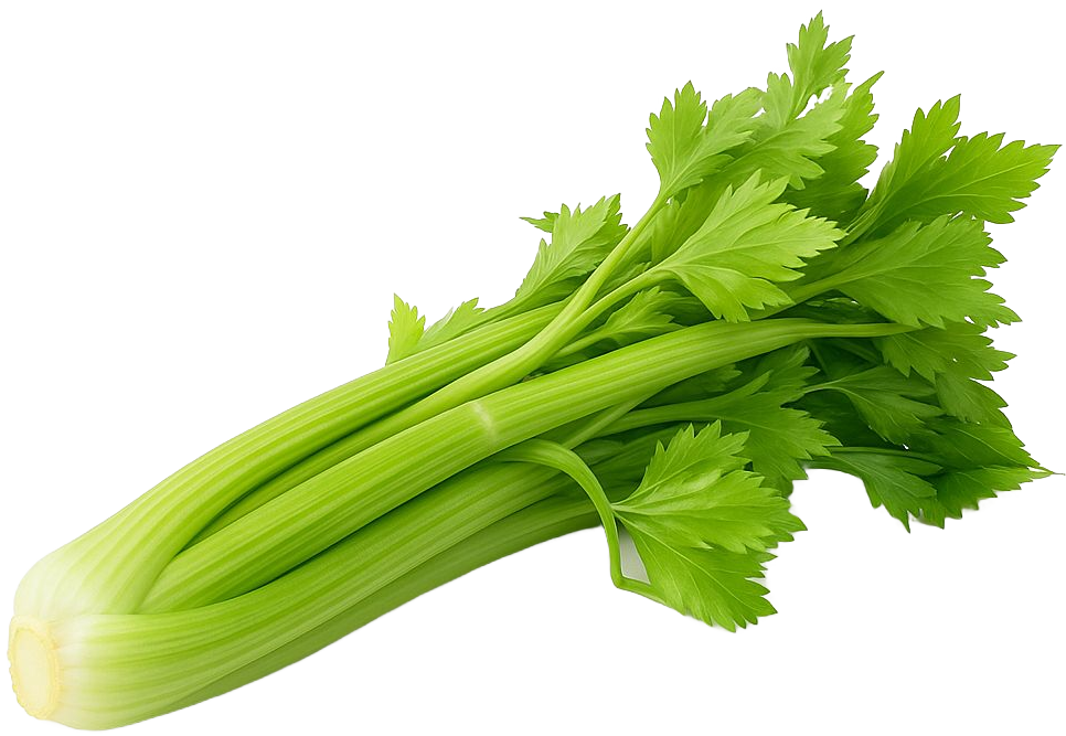 Сельдерей