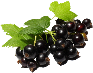 Смородина черная