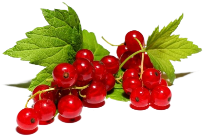 Смородина красная